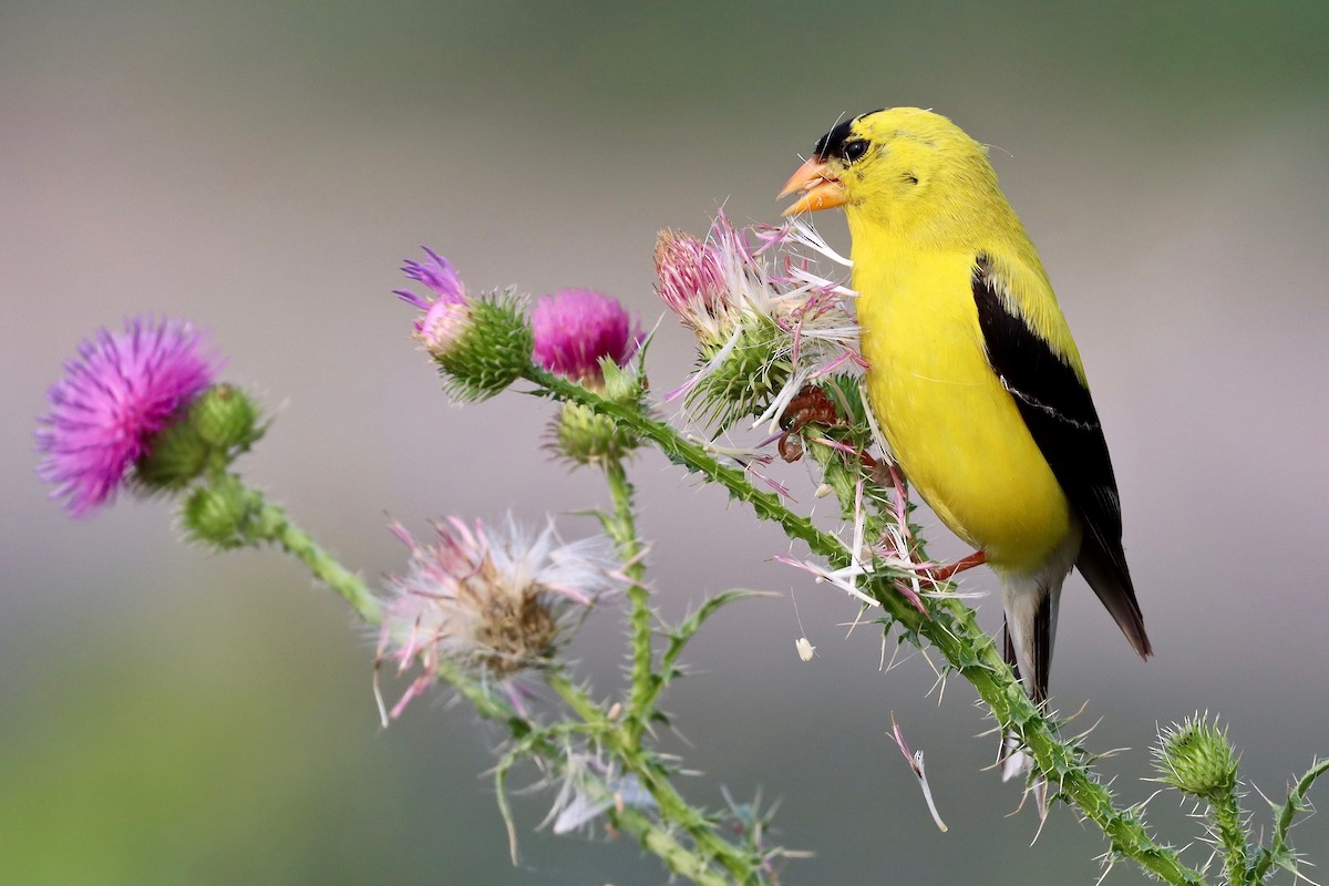 American Goldfinch - Marsha Duggan