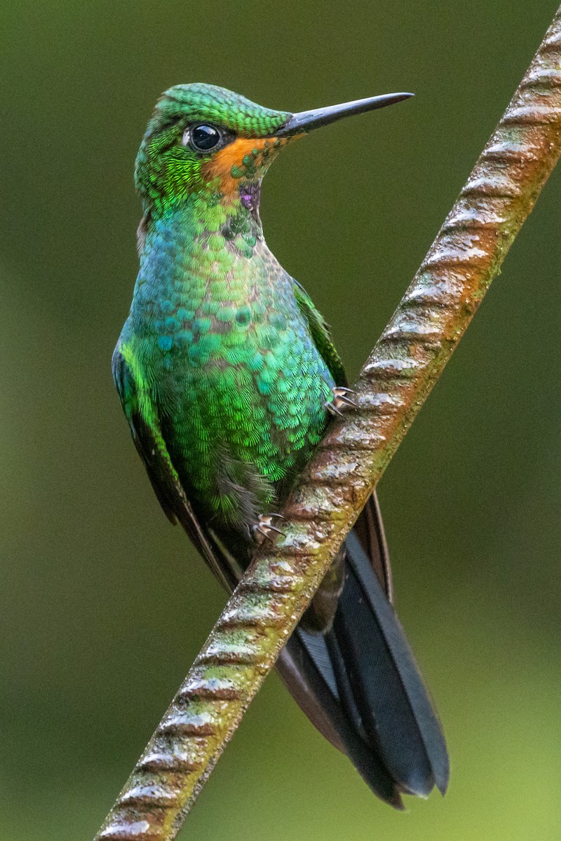 Green-crowned Brilliant - ML360663241
