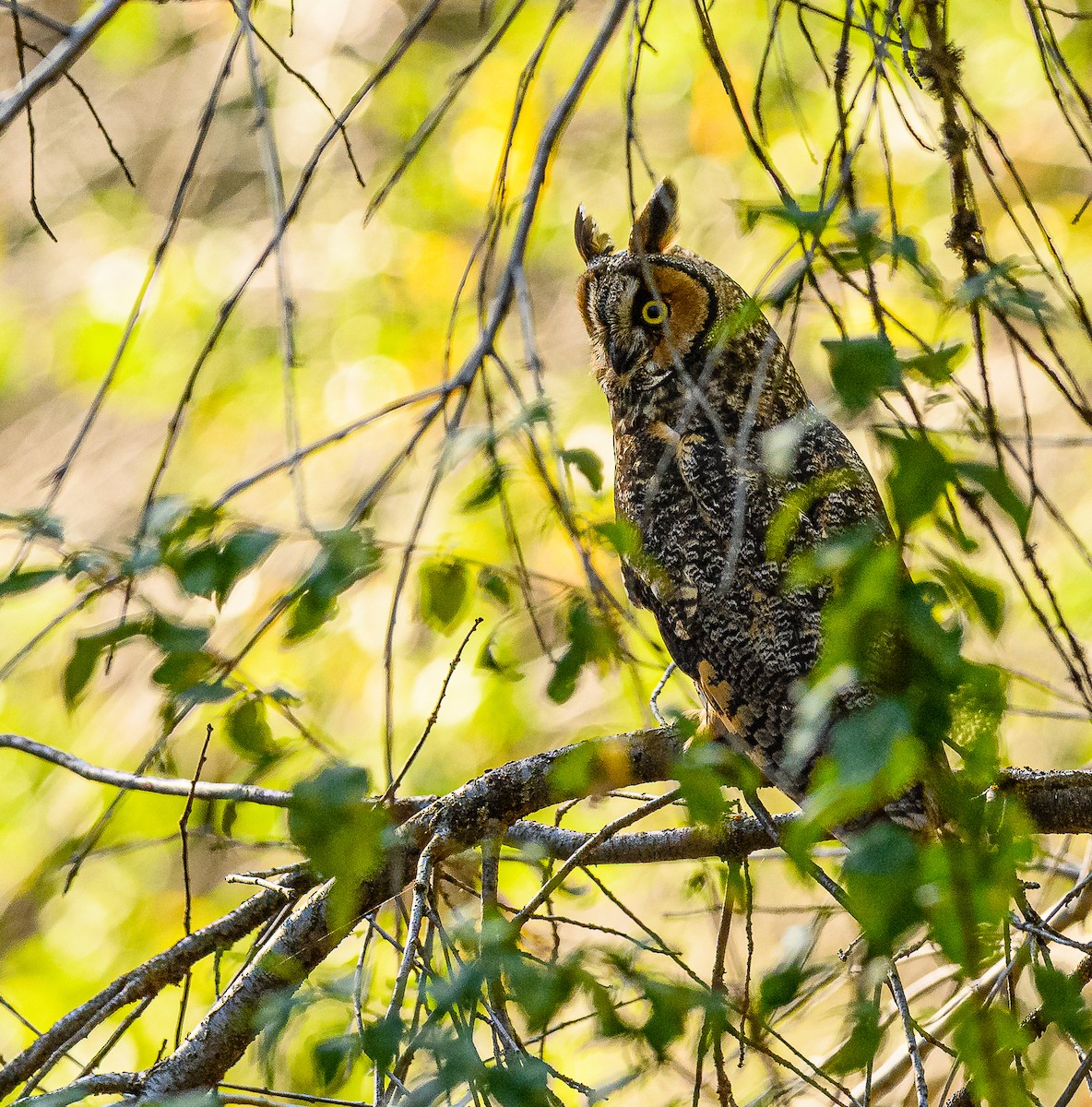 Long-eared Owl (American) - Ken Miracle