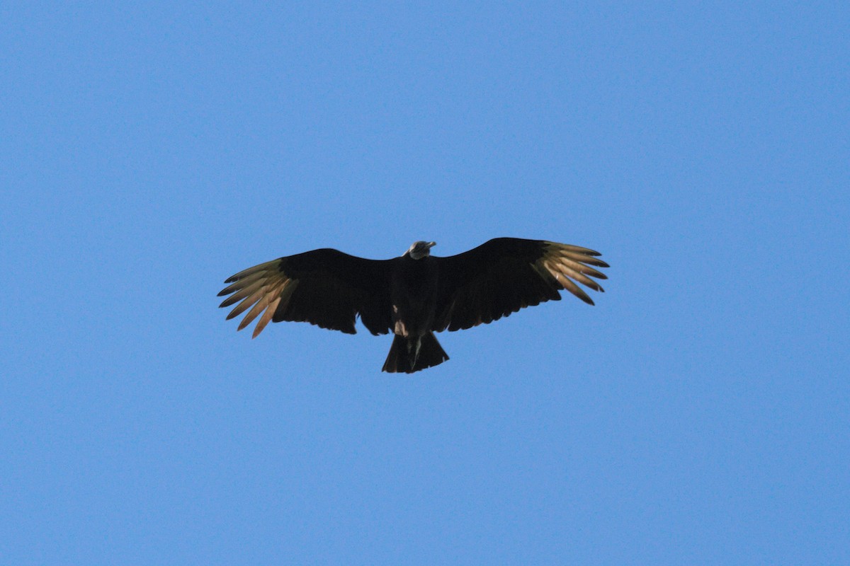 Black Vulture - John Skene