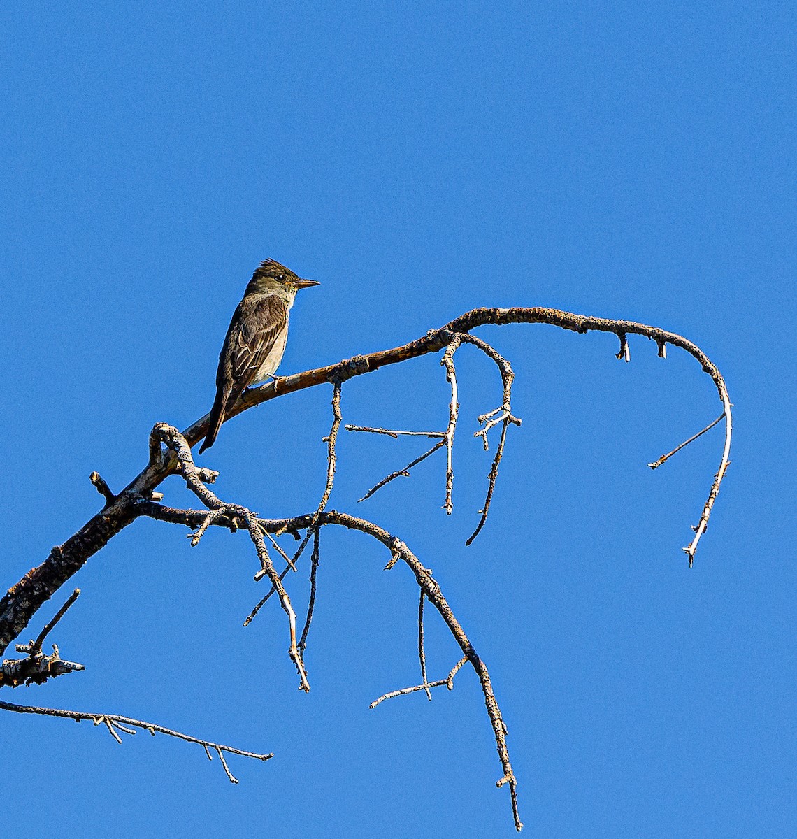 Olive-sided Flycatcher - Ken Miracle