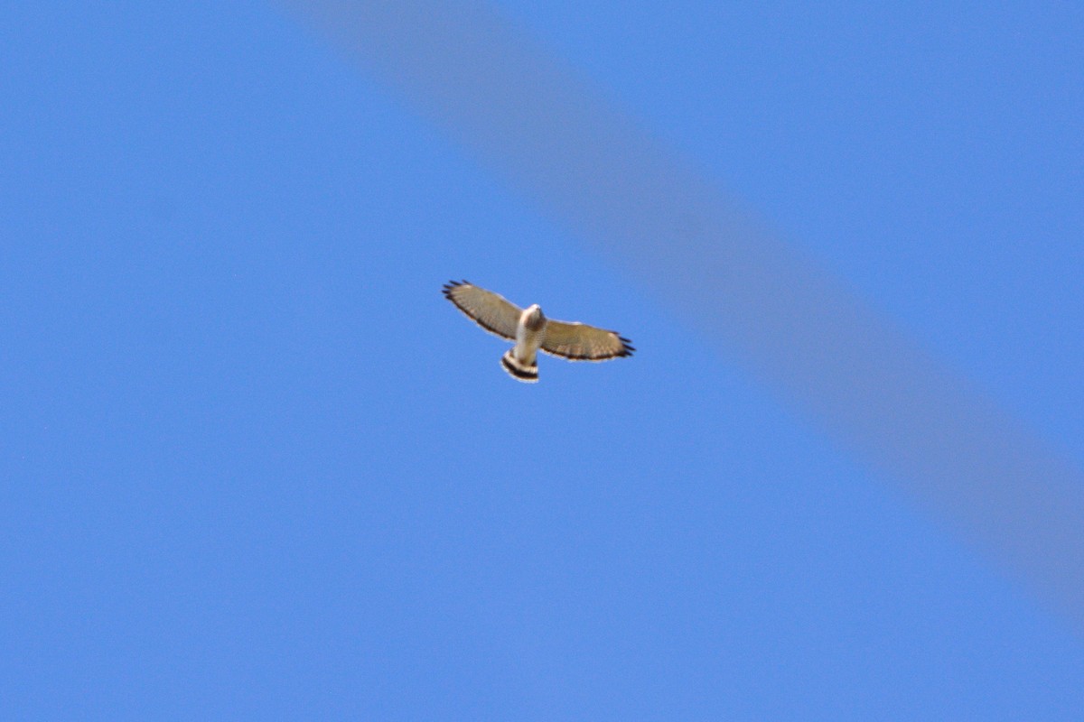 Broad-winged Hawk - ML36066731
