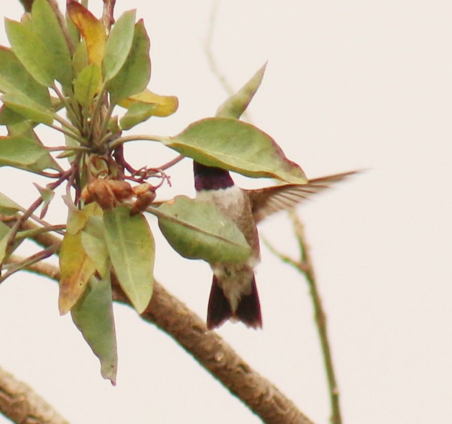 Black-chinned Hummingbird - ML36066741