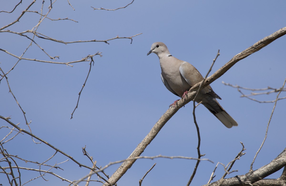Eurasian Collared-Dove - Will Sweet