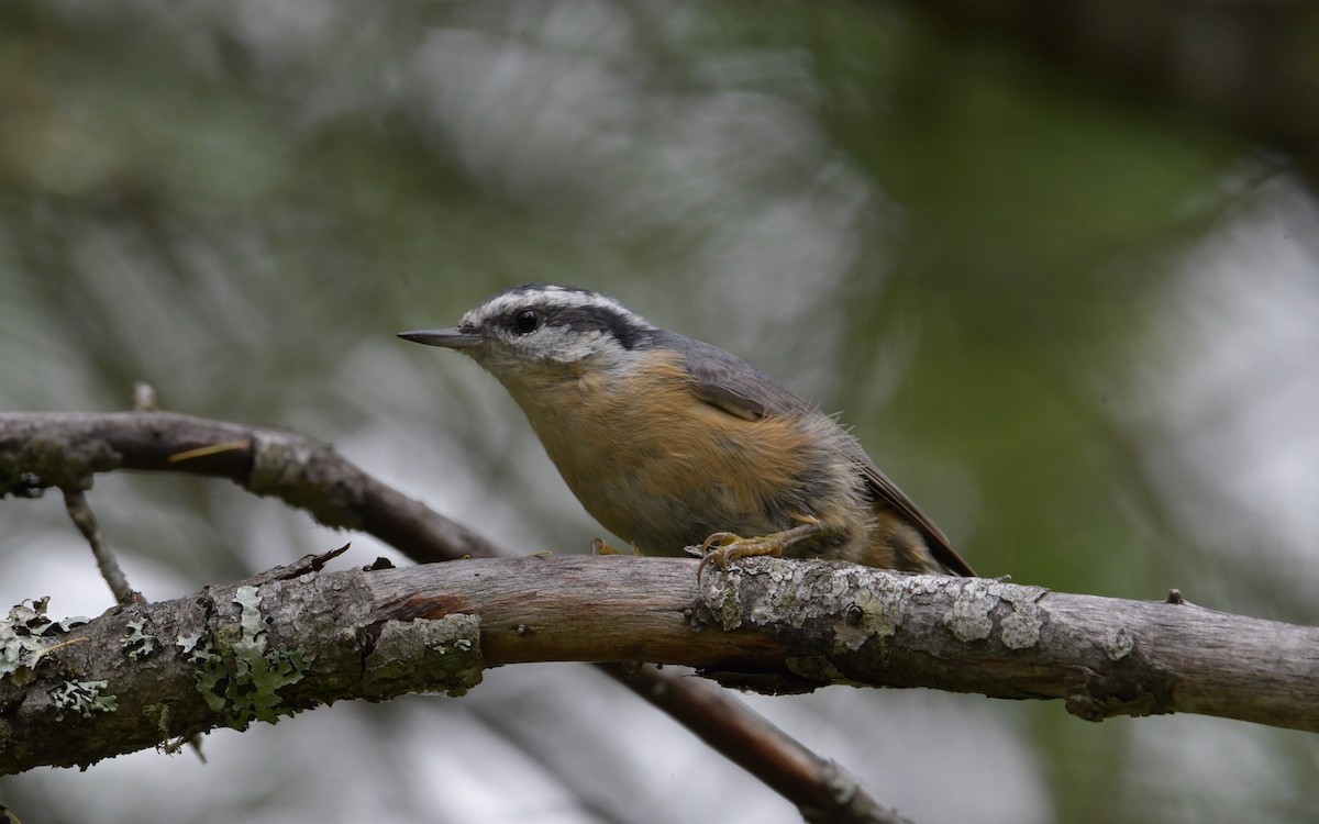 Red-breasted Nuthatch - ML360671561