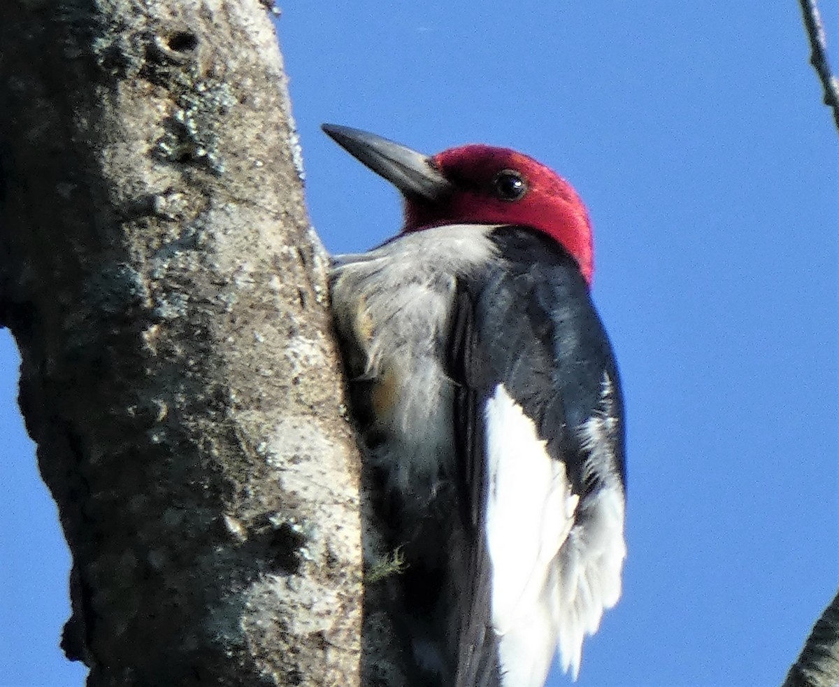 Red-headed Woodpecker - ML360674211
