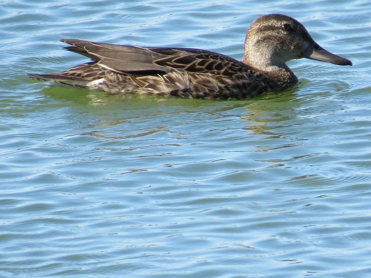 Green-winged Teal - ML36068051