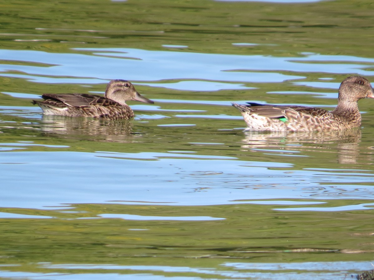Green-winged Teal - ML36068061