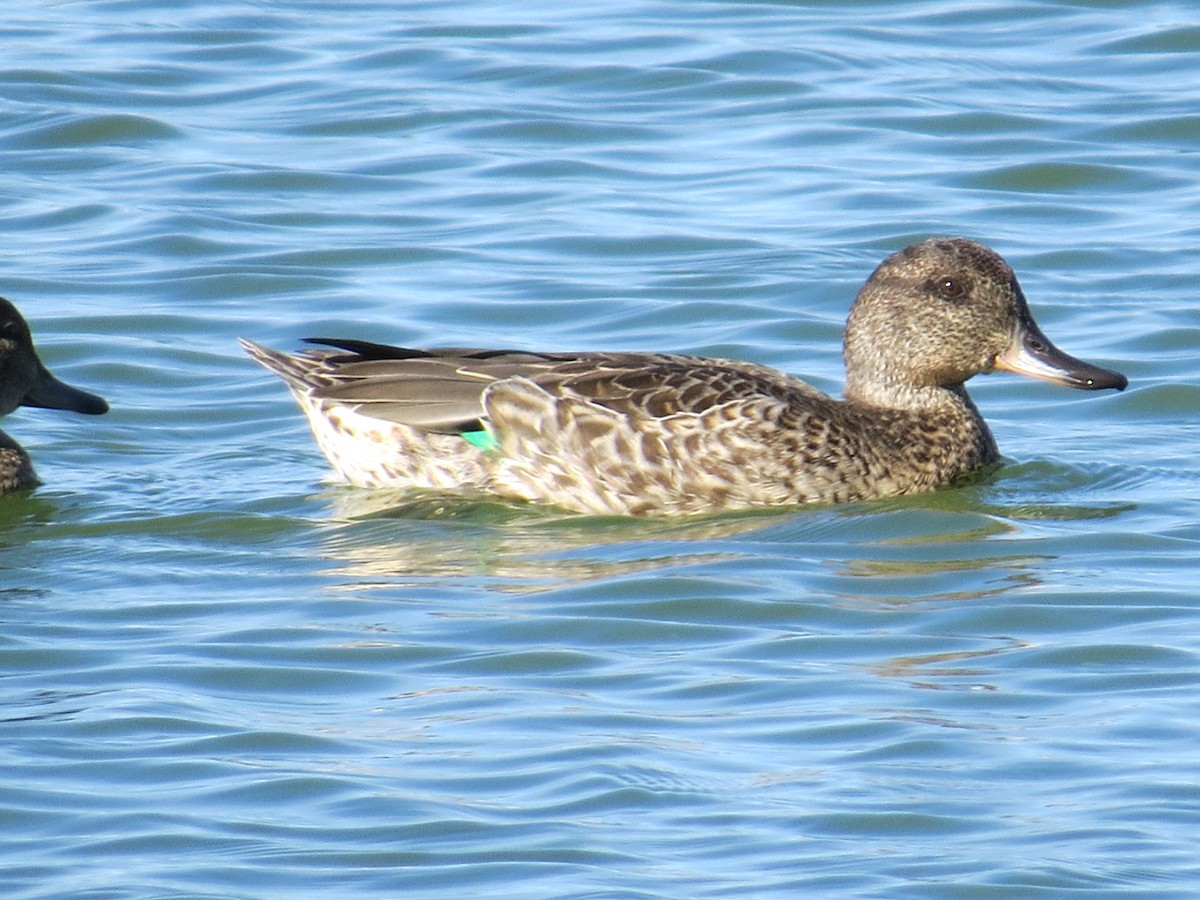 Green-winged Teal - ML36068081