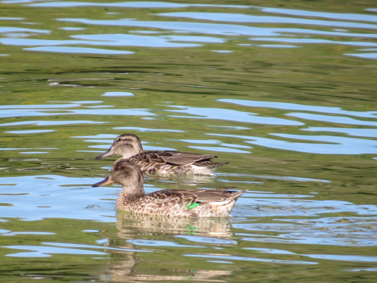 Green-winged Teal - ML36068091