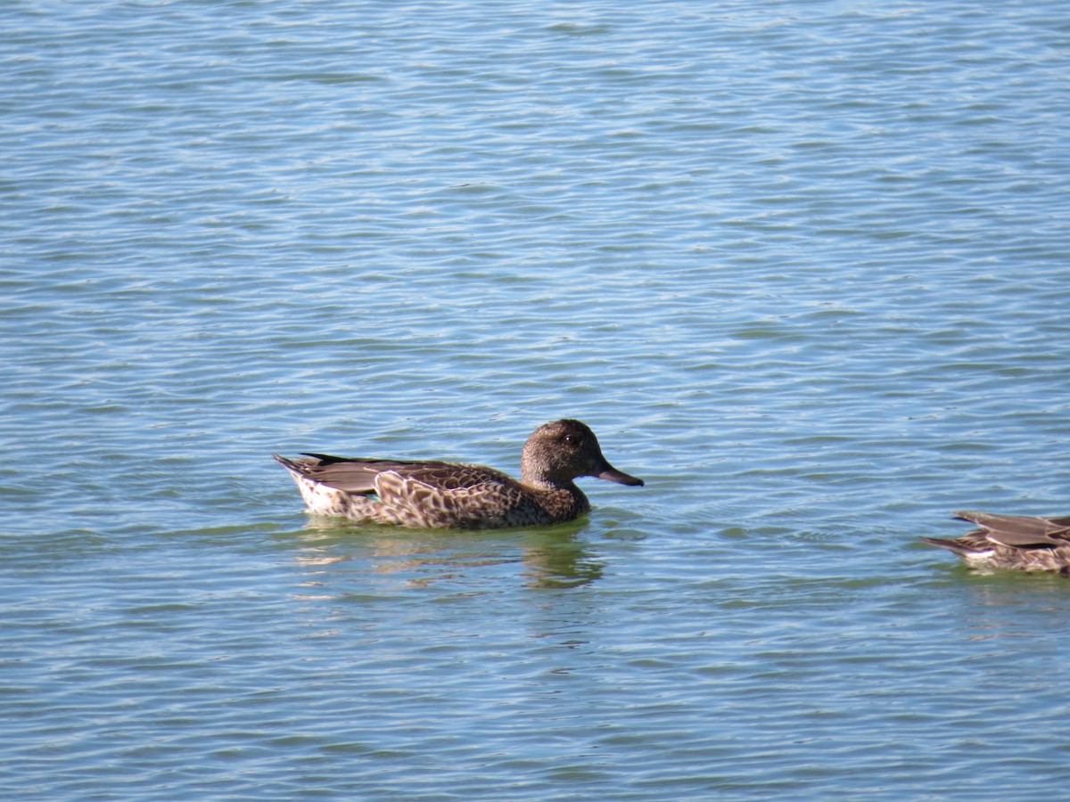 Green-winged Teal - ML36068111