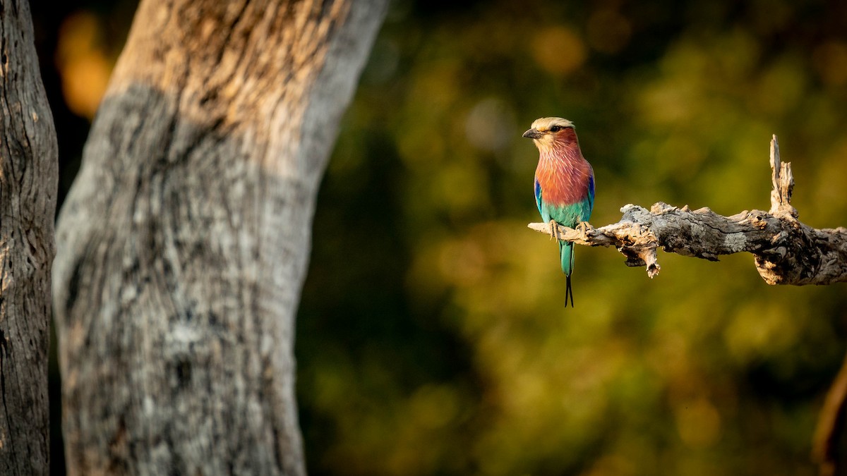 Lilac-breasted Roller - ML360681221