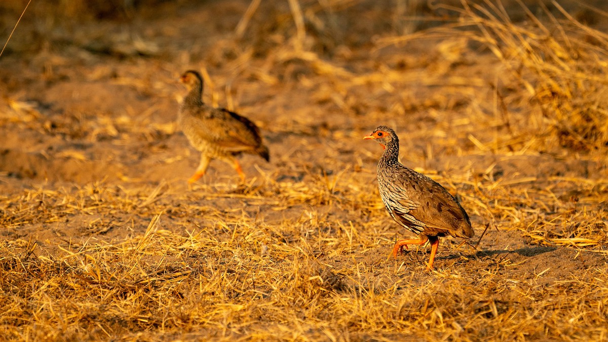 Red-necked Spurfowl - ML360681791