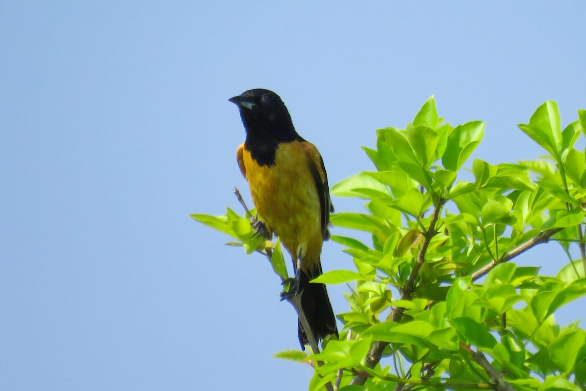 Orchard Oriole (Fuertes's) - ML360684111