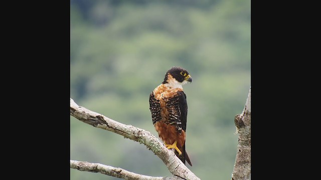 Orange-breasted Falcon - ML360684921