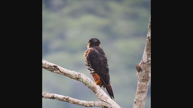 Orange-breasted Falcon - ML360685071