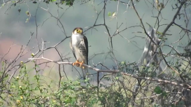 Red-necked Falcon - ML360690711