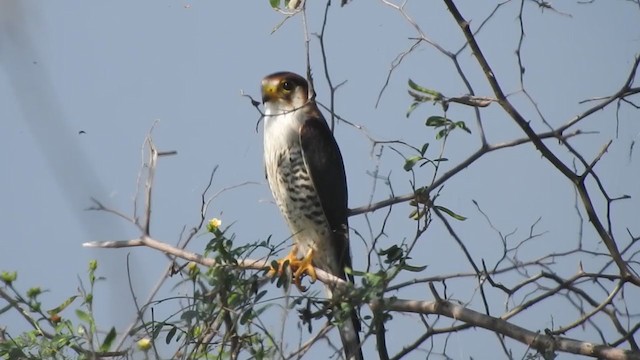 Red-necked Falcon - ML360690721