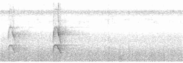Лопатодзьоб білоголовий - ML360694381
