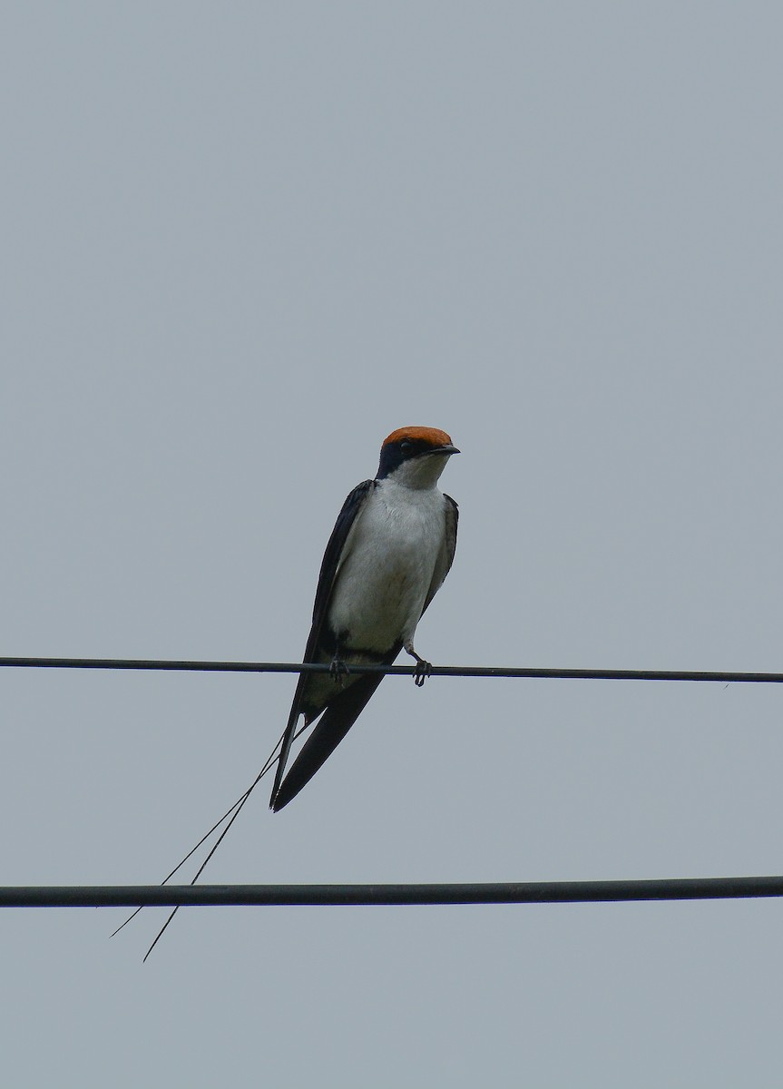 Wire-tailed Swallow - ML360694831
