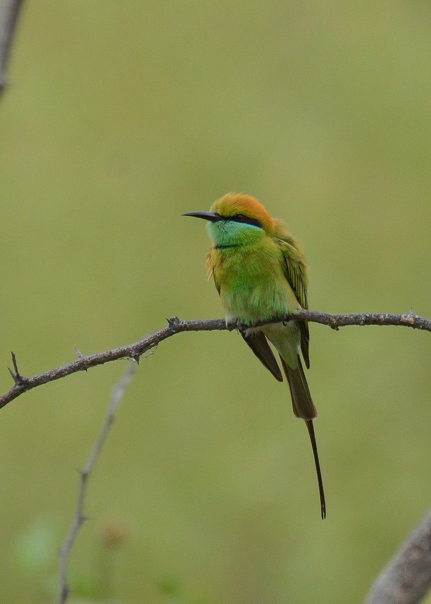 Asian Green Bee-eater - ML360695021