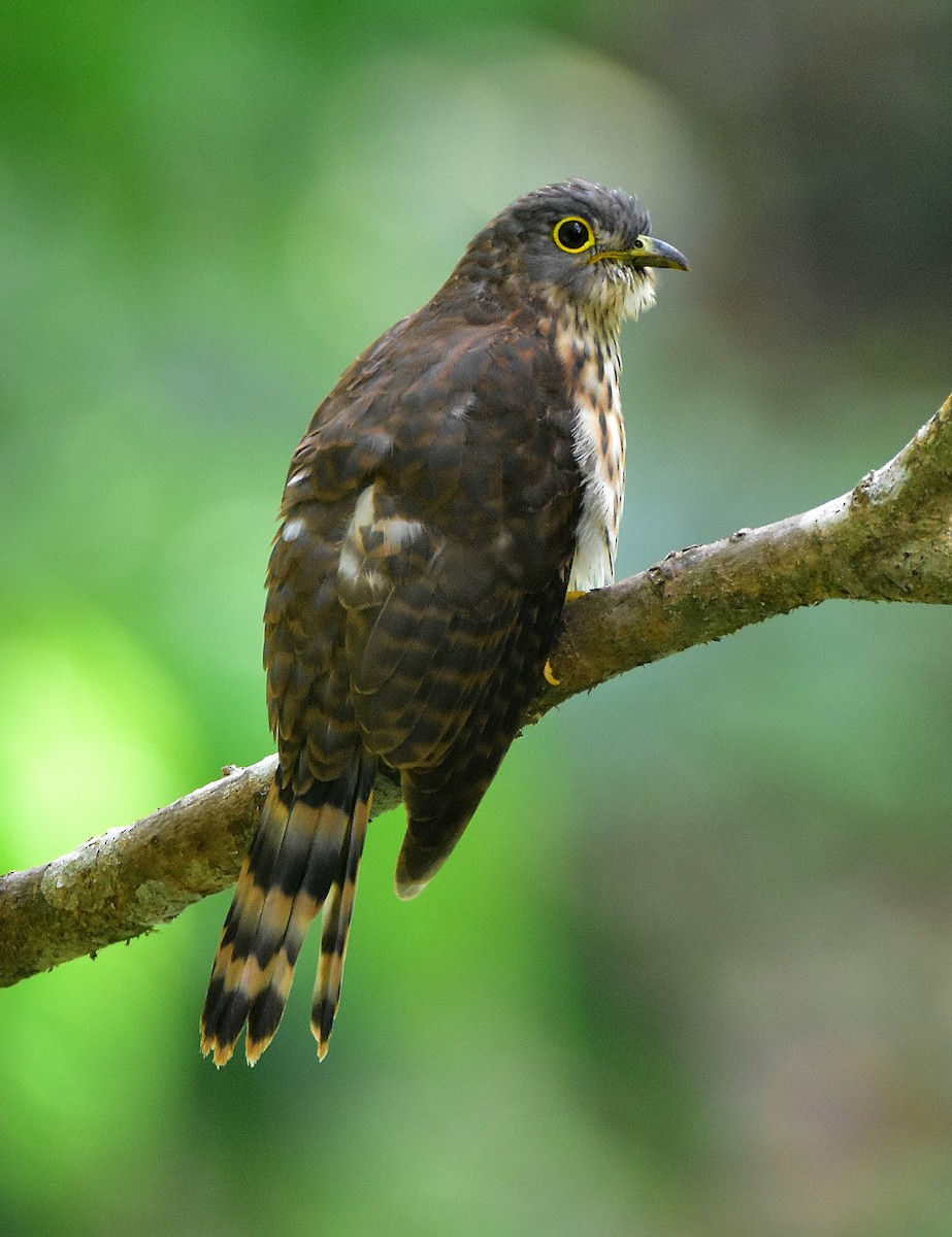 Philippine Hawk-Cuckoo - ML360695861