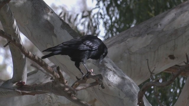 Australian Raven - ML360695881