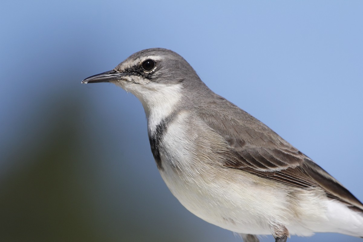 Cape Wagtail - ML360697491