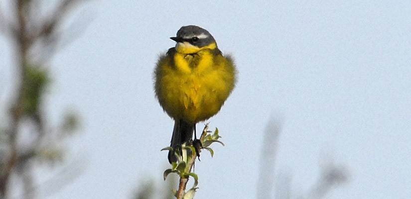 Eastern Yellow Wagtail - Anonymous
