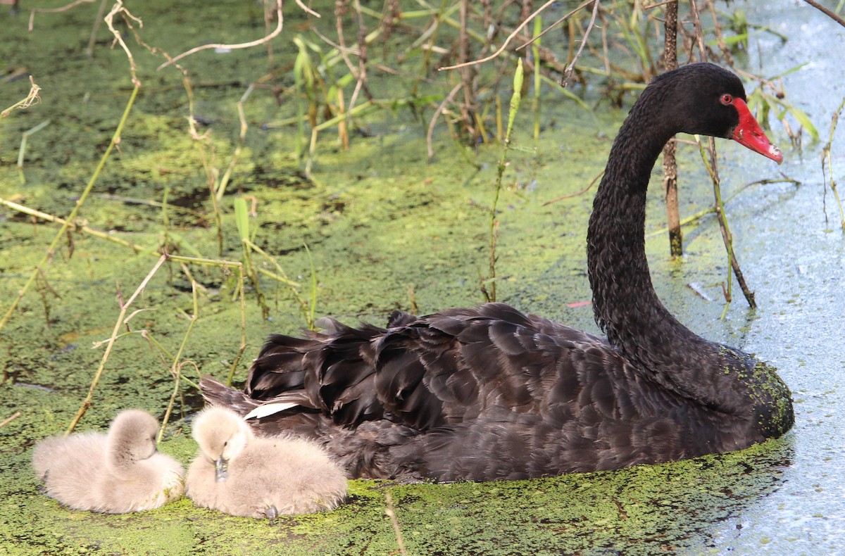 Black Swan - Jan and Larry Martin