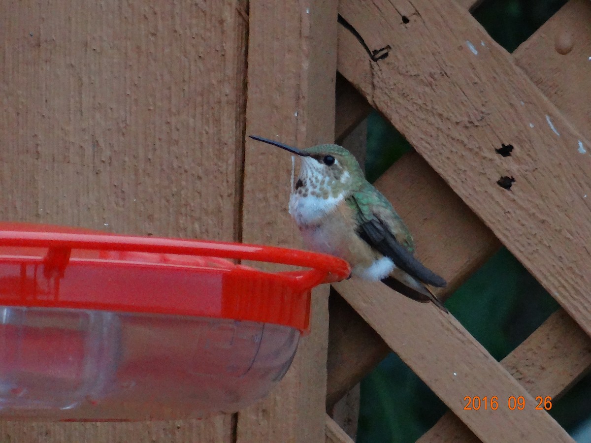 Rufous Hummingbird - ML36070311
