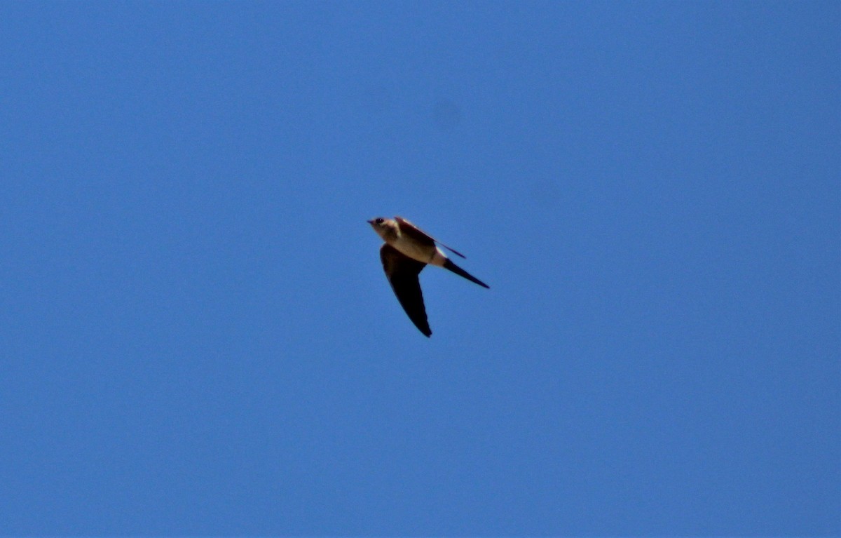 Red-rumped Swallow - ML360708351