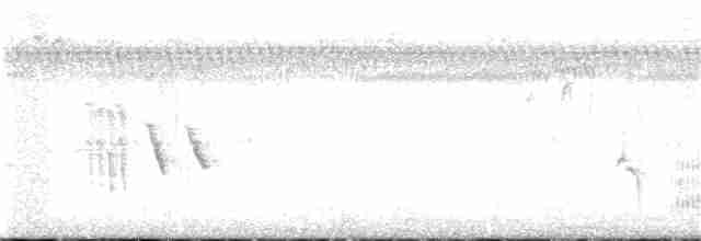 גיבתונית לבנת-גבה - ML360713601