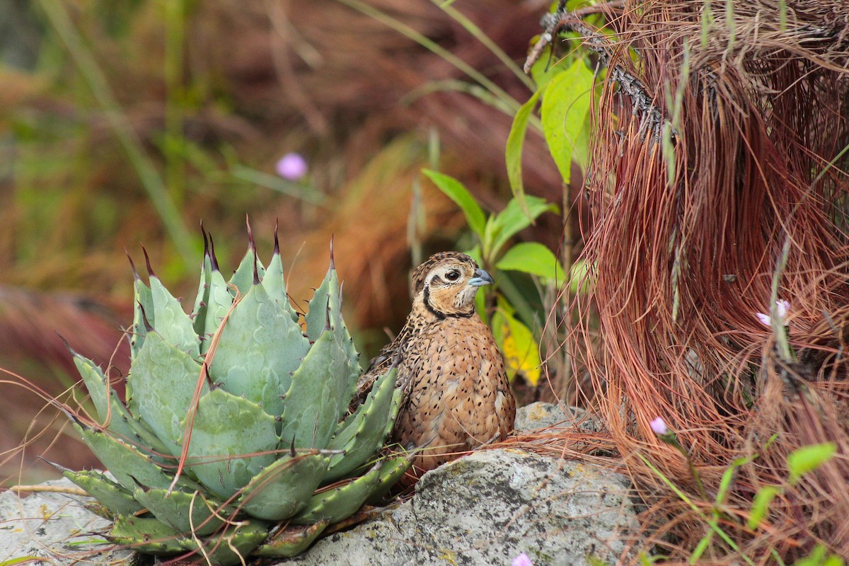 Ocellated Quail - Esteban Matías (birding guide) Sierra de los Cuchumatanes Huehuetenango esteban.matias@hotmail.com                             +502 53810540