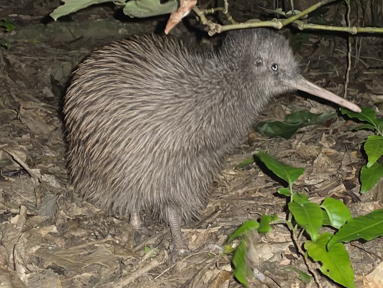 Okarito Brown Kiwi - Patrick Crowe