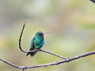 Adult male - Johnnier Arango 🇨🇴 theandeanbirder.com - ML360722861