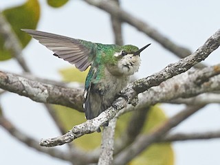 雌鳥 - José Castaño - ML360722881
