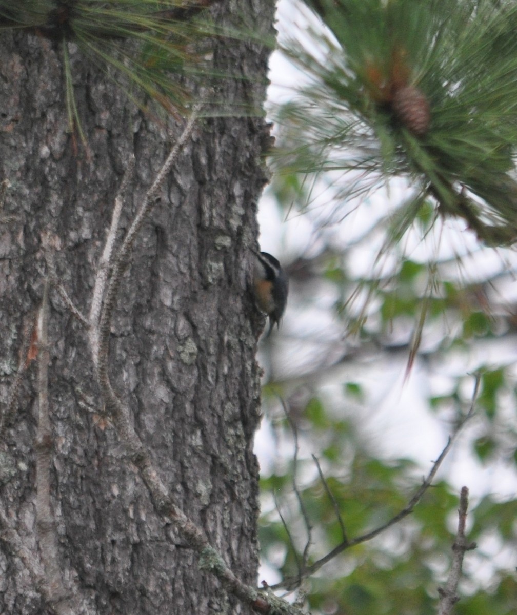 Red-breasted Nuthatch - ML360724651