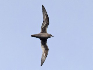  - Henderson Petrel