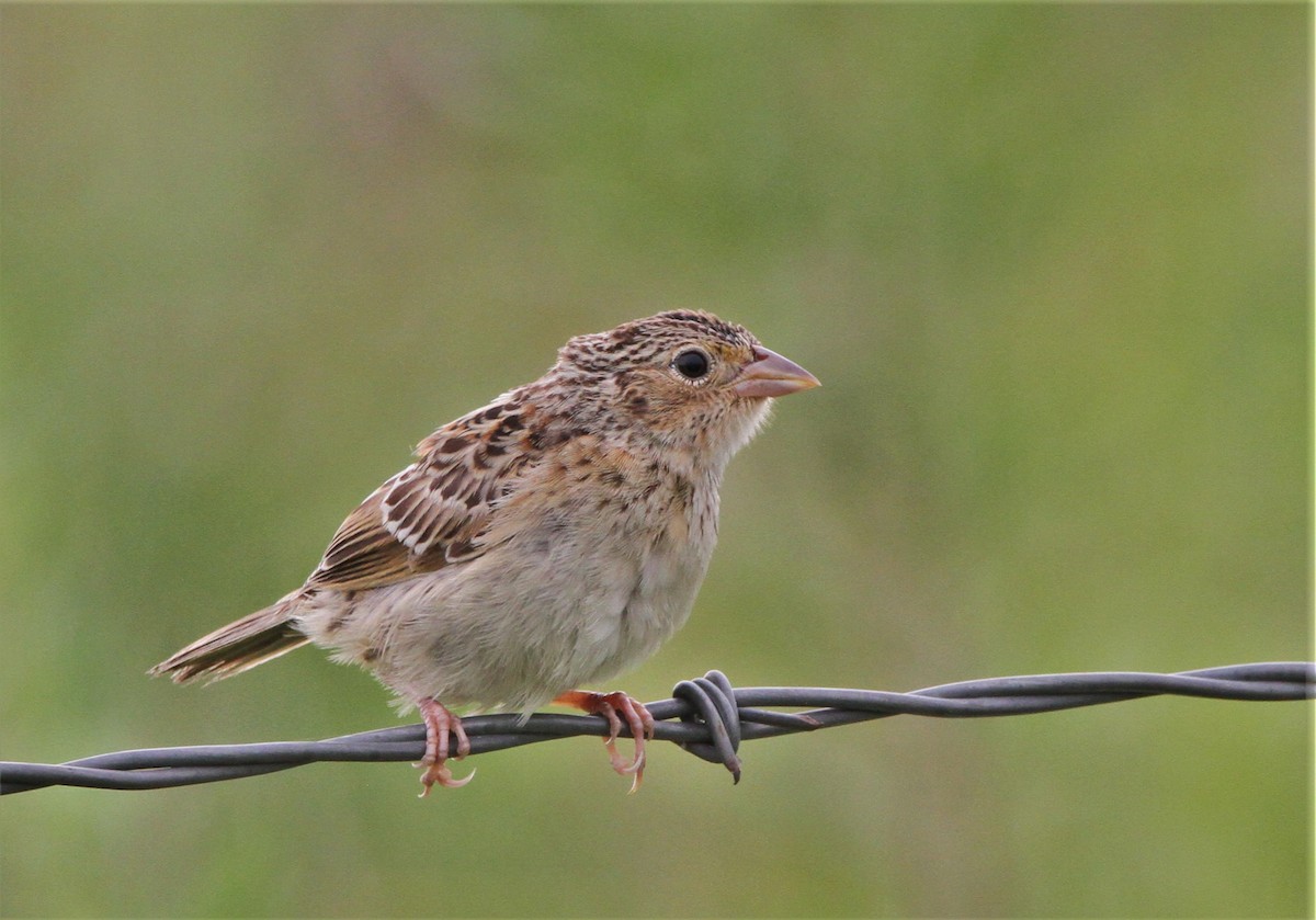 Grasshopper Sparrow - ML360732381