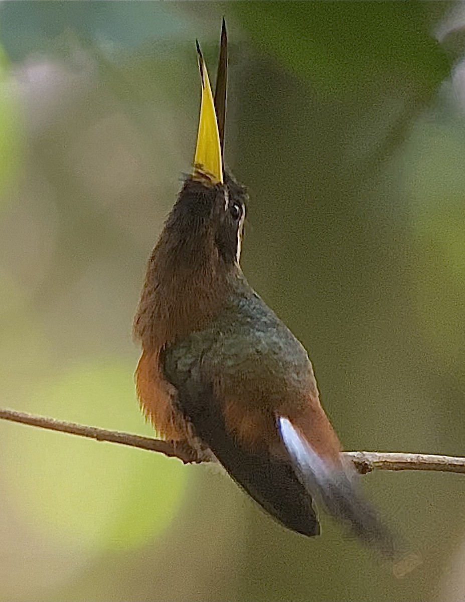 kolibřík říční - ML360733341