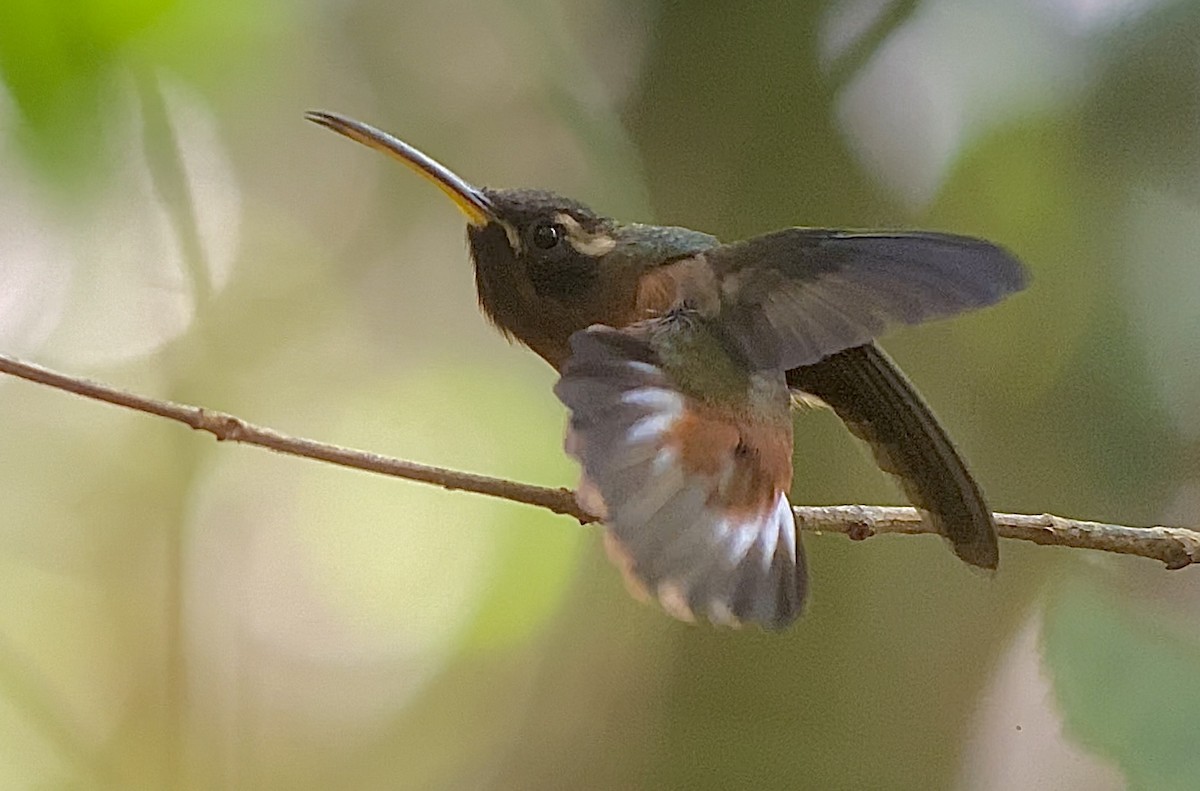 kolibřík říční - ML360733351