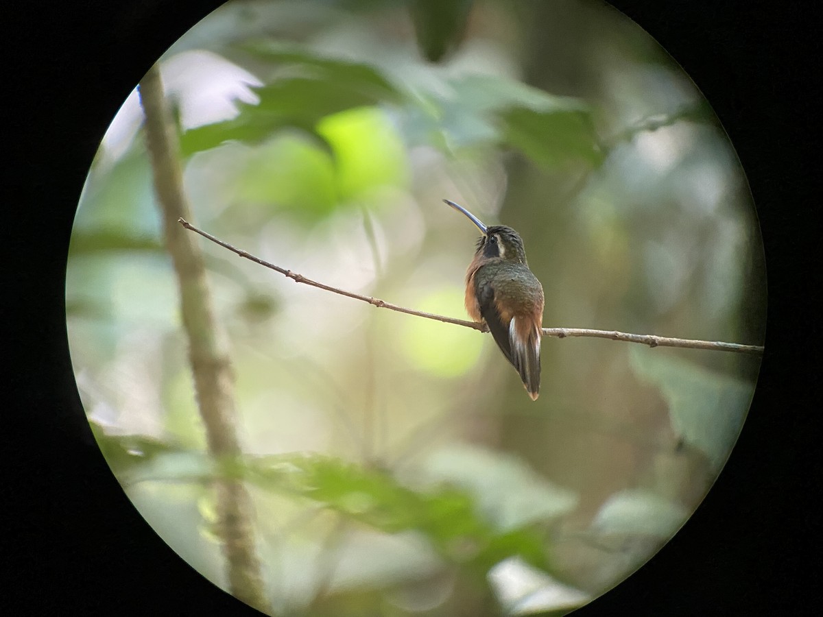 kolibřík říční - ML360733401