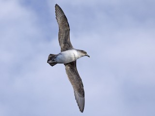  - Gray Petrel