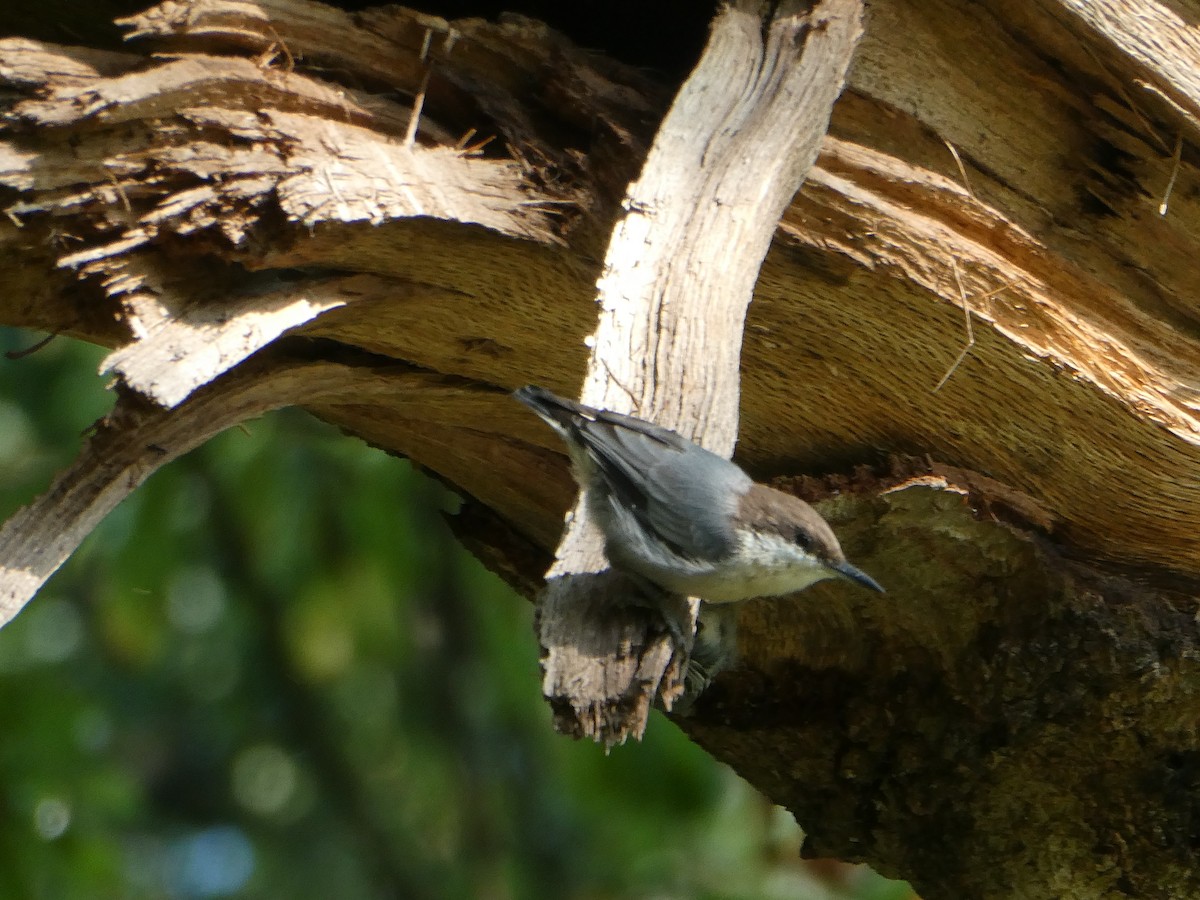 Brown-headed Nuthatch - ML360733911