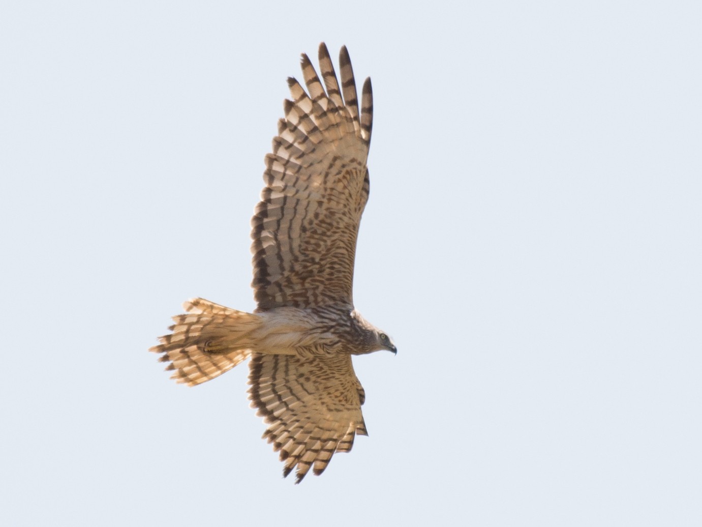 Malagasy Harrier - John C. Mittermeier