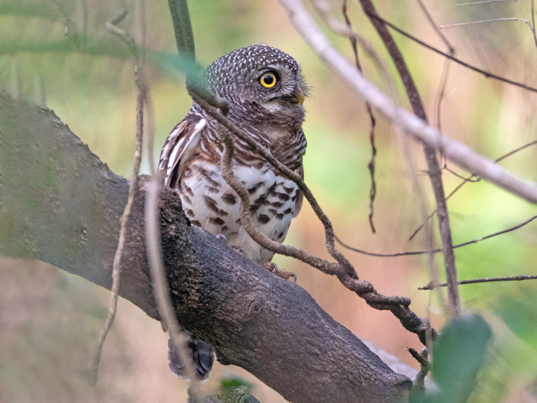 African Barred Owlet - eBird