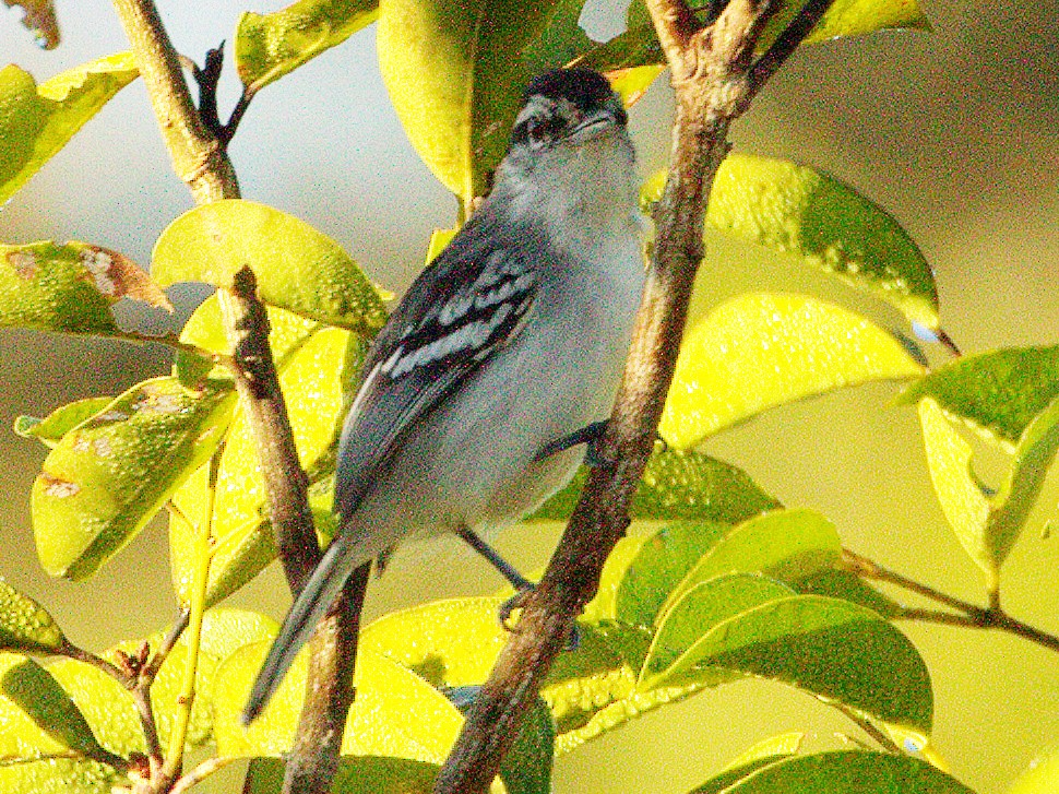 Aripuana Antwren - eBird