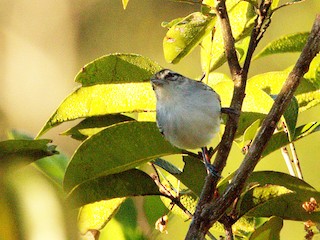 雄鳥 - Terry S Baltimore - ML360736021