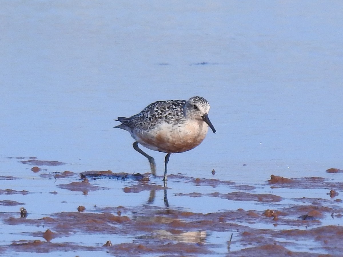 Red Knot - ML360736251